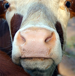 moo